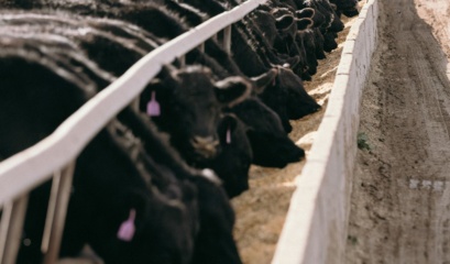 Cattle Feedlot 2x