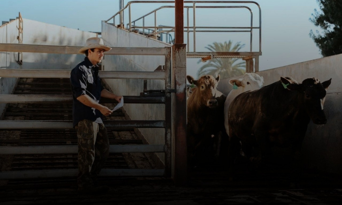 Livestock